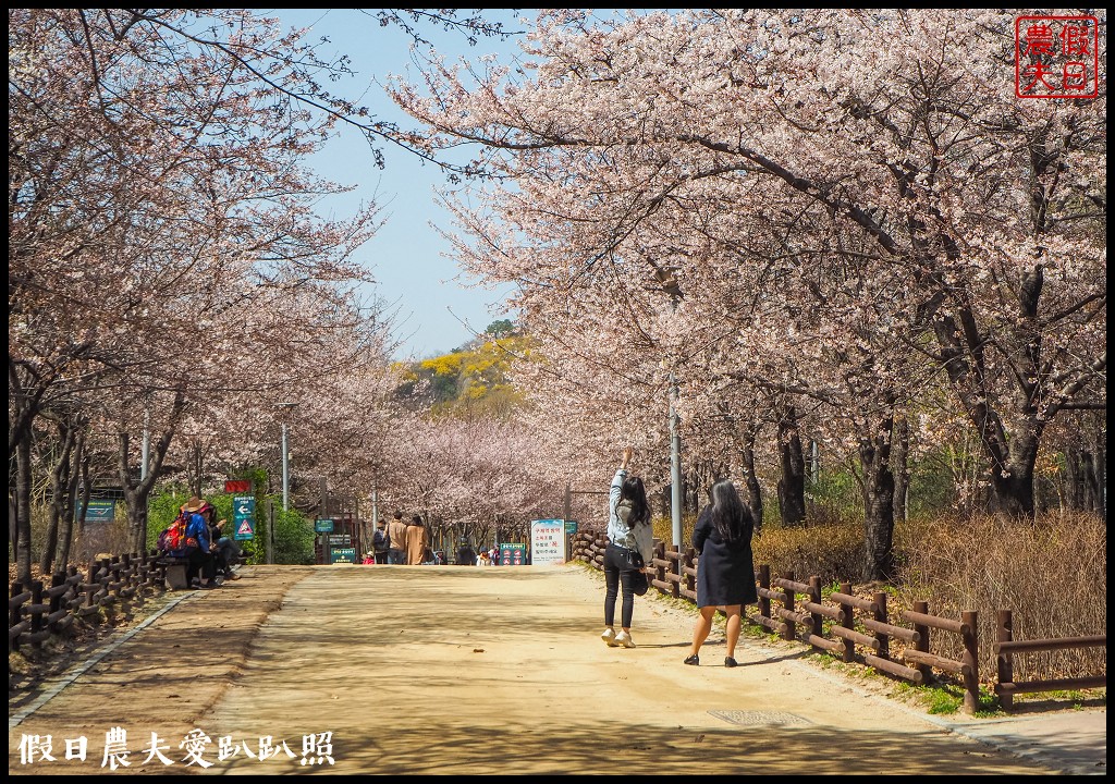 首爾林(서울숲)|滿開的櫻花林道．悠閒的賞櫻景點 @假日農夫愛趴趴照