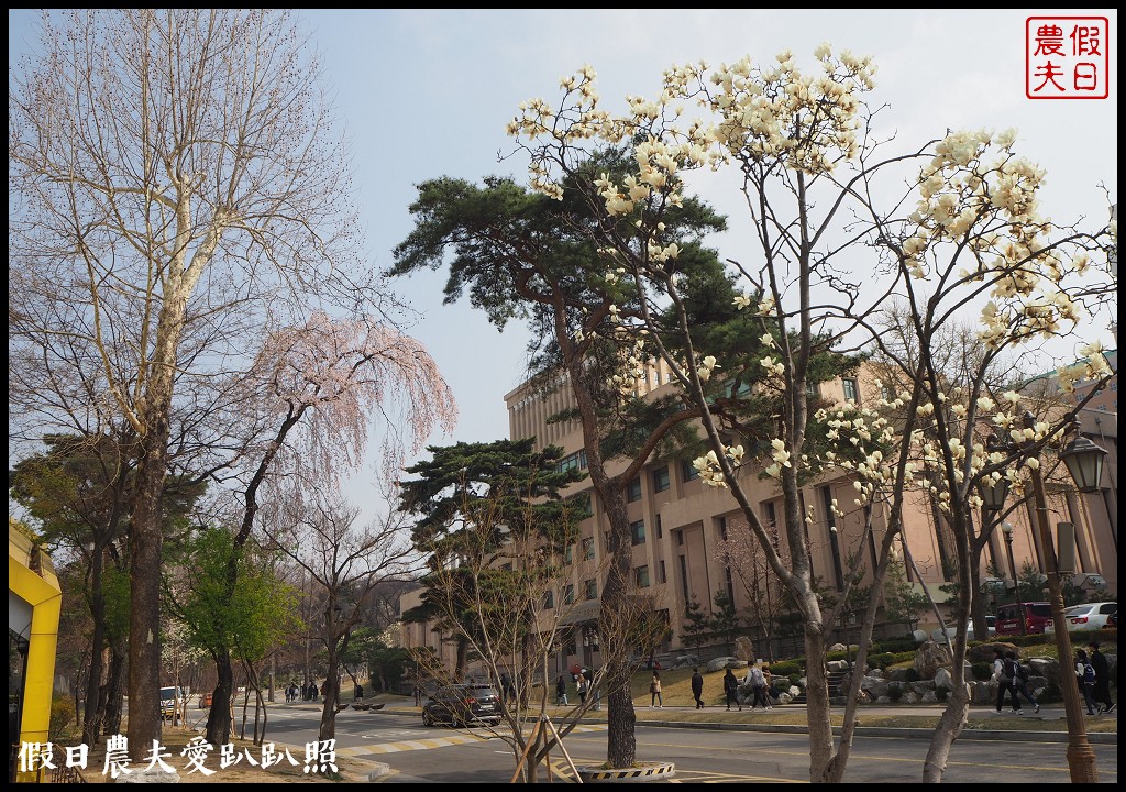 首爾|回基站慶熙大學．櫻花搭配哥德式建築的和平殿堂非常漂亮 @假日農夫愛趴趴照