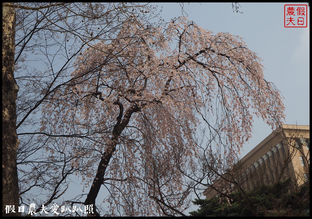 首爾|回基站慶熙大學．櫻花搭配哥德式建築的和平殿堂非常漂亮 @假日農夫愛趴趴照