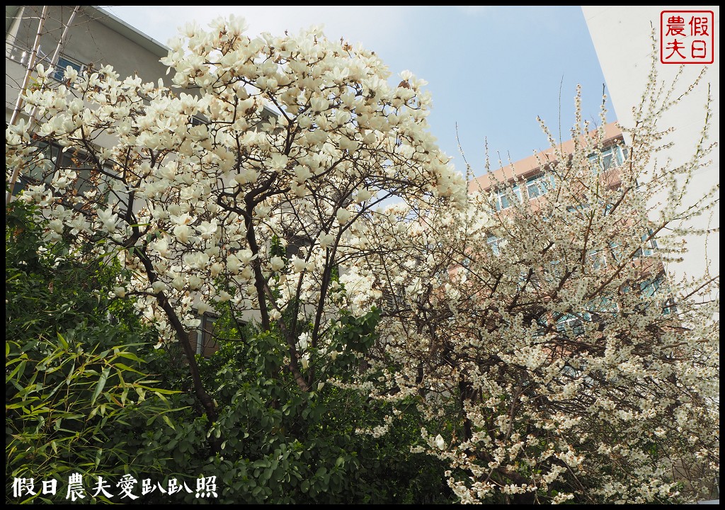 首爾|回基站慶熙大學．櫻花搭配哥德式建築的和平殿堂非常漂亮 @假日農夫愛趴趴照