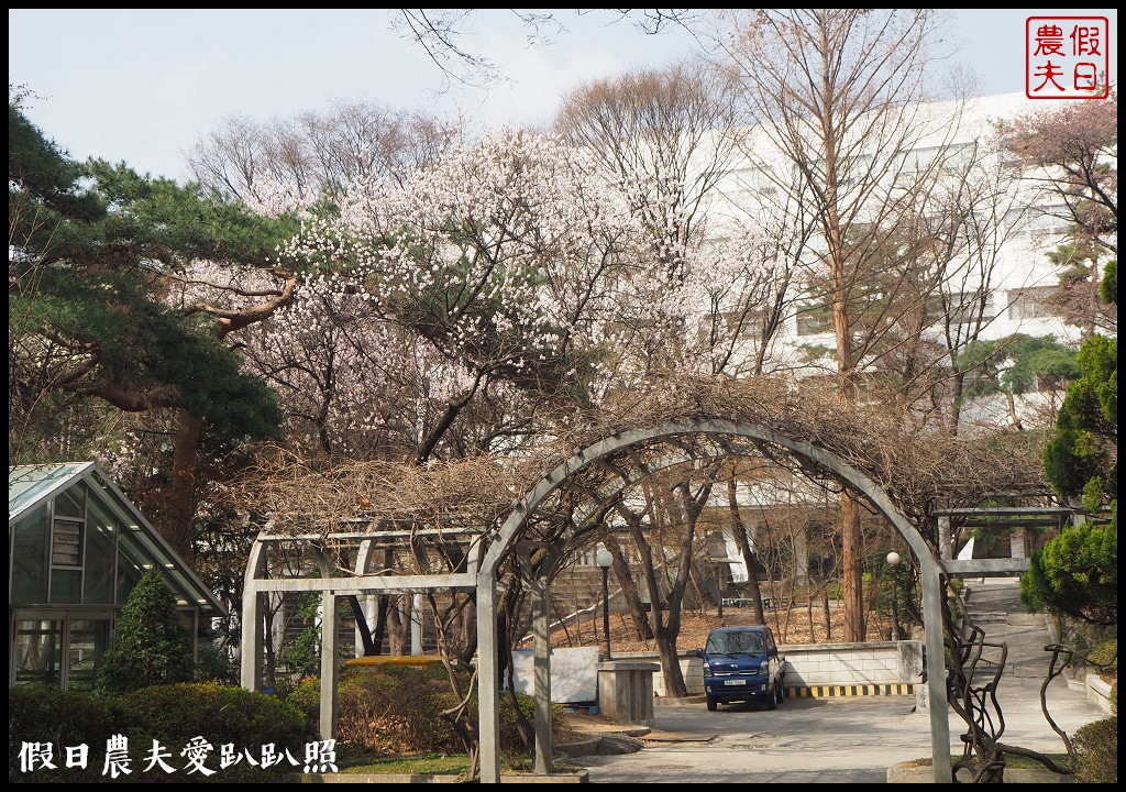 首爾|回基站慶熙大學．櫻花搭配哥德式建築的和平殿堂非常漂亮 @假日農夫愛趴趴照