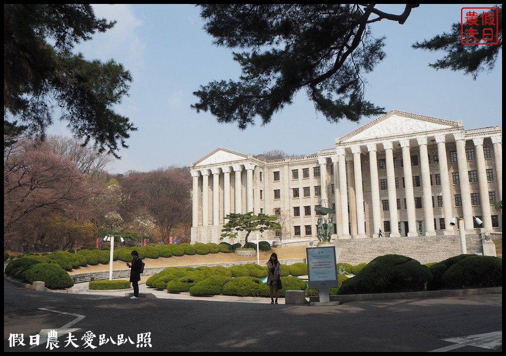 首爾|回基站慶熙大學．櫻花搭配哥德式建築的和平殿堂非常漂亮 @假日農夫愛趴趴照