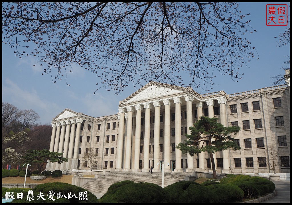 首爾|回基站慶熙大學．櫻花搭配哥德式建築的和平殿堂非常漂亮 @假日農夫愛趴趴照