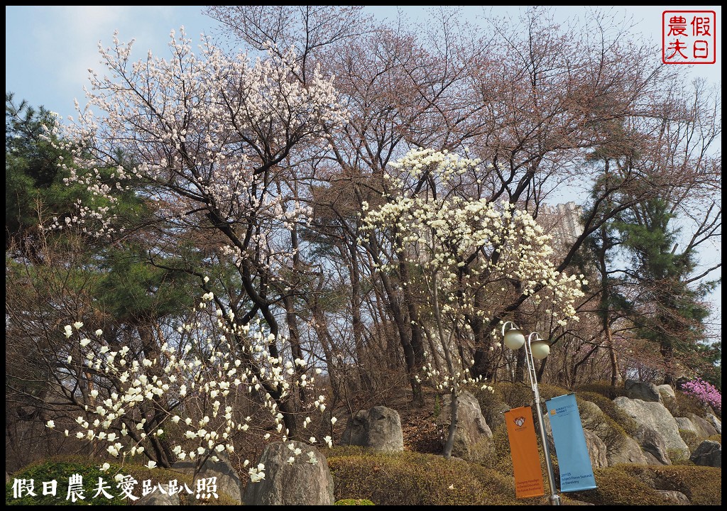 首爾|回基站慶熙大學．櫻花搭配哥德式建築的和平殿堂非常漂亮 @假日農夫愛趴趴照