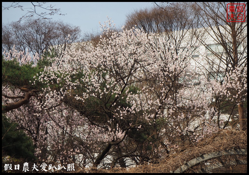 首爾|回基站慶熙大學．櫻花搭配哥德式建築的和平殿堂非常漂亮 @假日農夫愛趴趴照