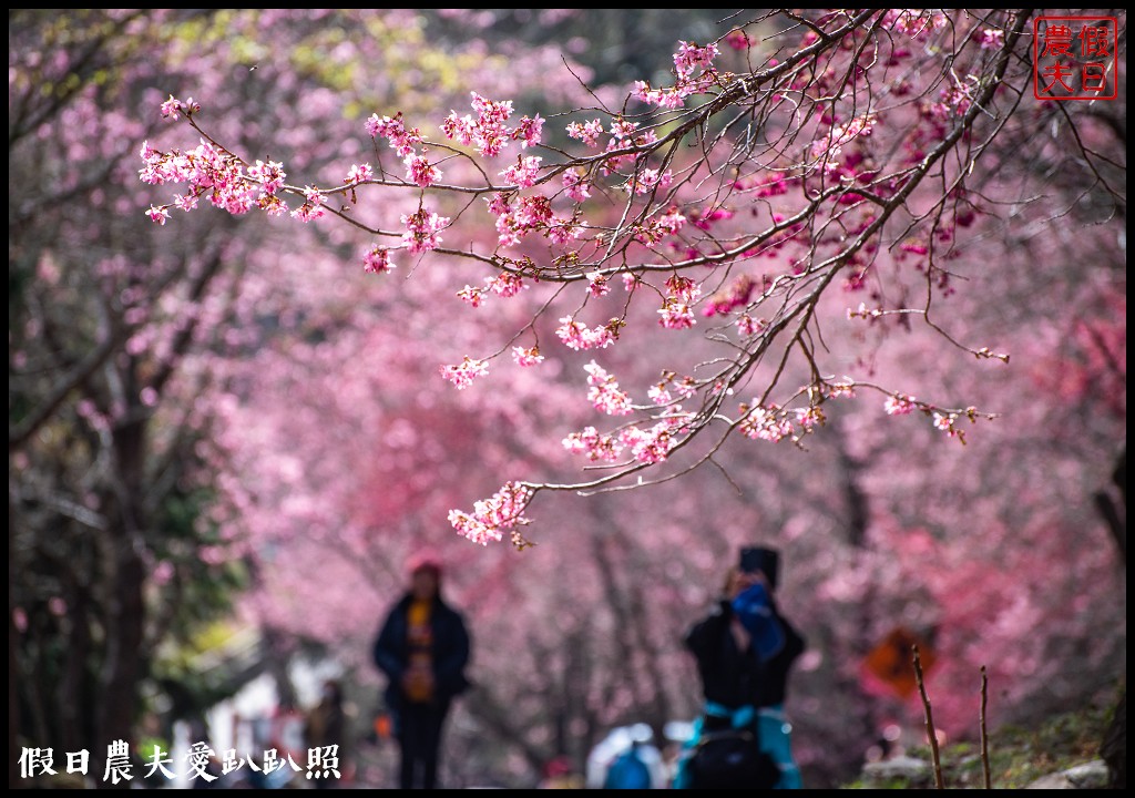 台中景點|武陵農場紅粉佳人櫻花現況．台灣櫻花鉤吻鮭生態中心 @假日農夫愛趴趴照