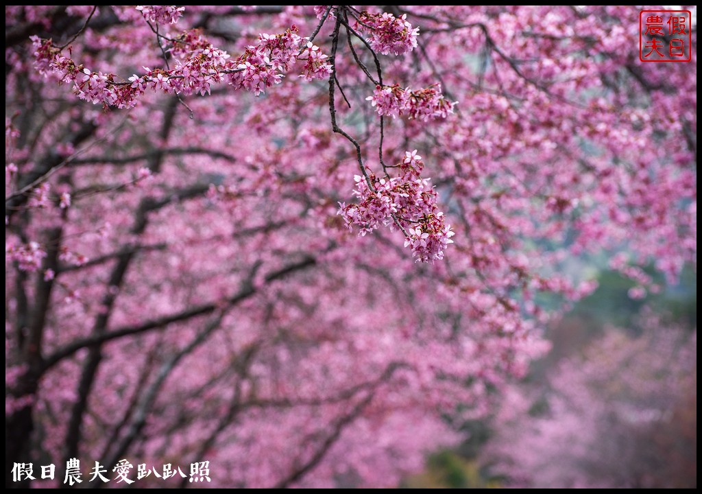 台中景點|武陵農場紅粉佳人櫻花現況．台灣櫻花鉤吻鮭生態中心 @假日農夫愛趴趴照