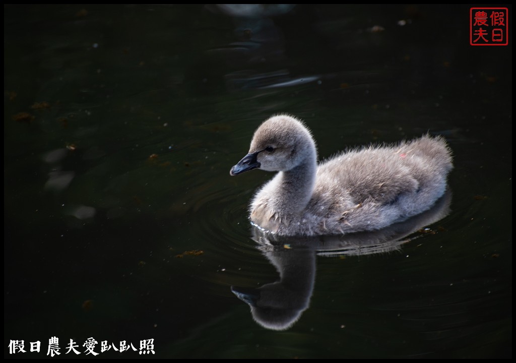 台中景點|武陵農場紅粉佳人櫻花現況．台灣櫻花鉤吻鮭生態中心 @假日農夫愛趴趴照