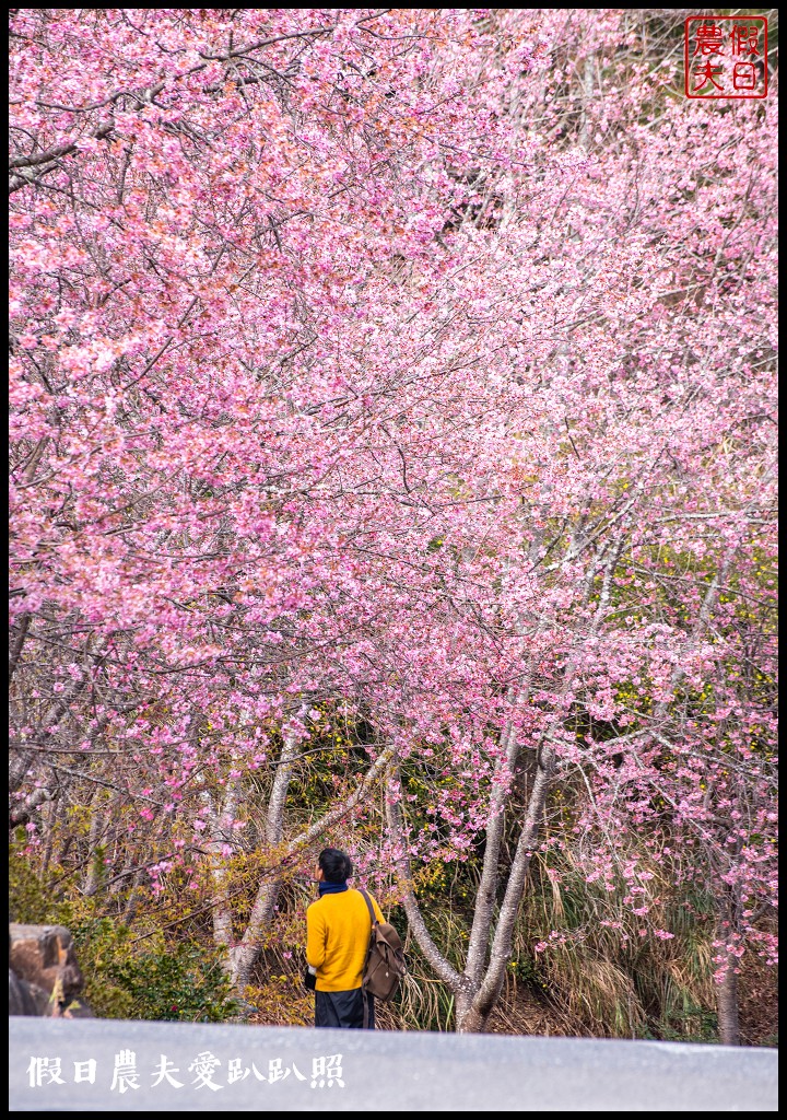 台中景點|武陵農場紅粉佳人櫻花現況．台灣櫻花鉤吻鮭生態中心 @假日農夫愛趴趴照