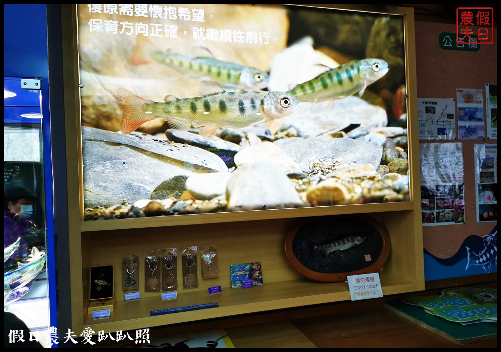 台中景點|武陵農場紅粉佳人櫻花現況．台灣櫻花鉤吻鮭生態中心 @假日農夫愛趴趴照