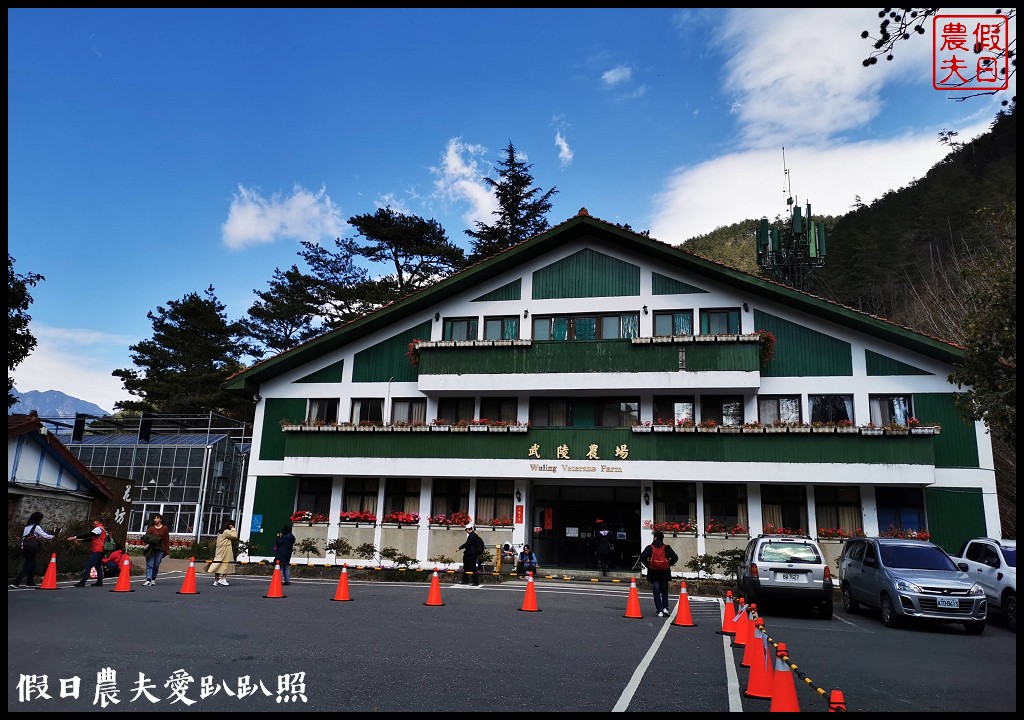 台中景點|武陵農場紅粉佳人櫻花現況．台灣櫻花鉤吻鮭生態中心 @假日農夫愛趴趴照