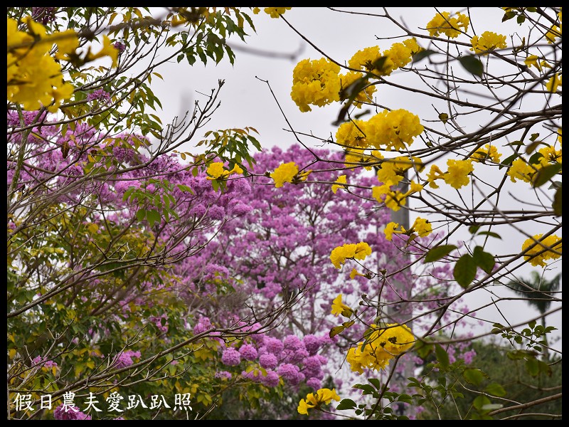 南開科技大學旁黃花風鈴木大道盛開×草屯兒童樂園×植物公園 @假日農夫愛趴趴照