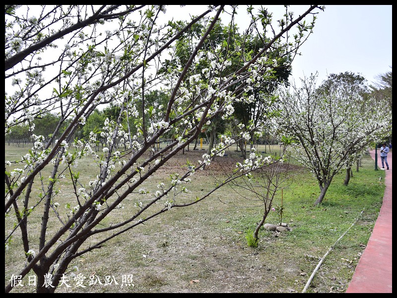 南開科技大學旁黃花風鈴木大道盛開×草屯兒童樂園×植物公園 @假日農夫愛趴趴照