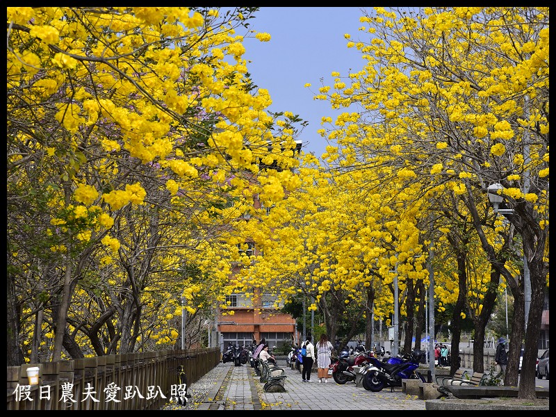 南開科技大學旁黃花風鈴木大道盛開×草屯兒童樂園×植物公園 @假日農夫愛趴趴照