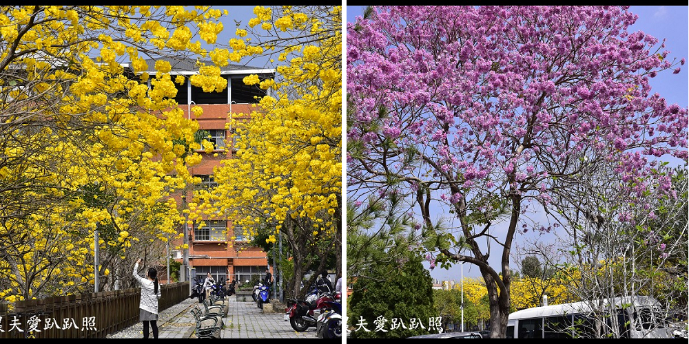 南開科技大學旁黃花風鈴木大道盛開×草屯兒童樂園×植物公園 @假日農夫愛趴趴照