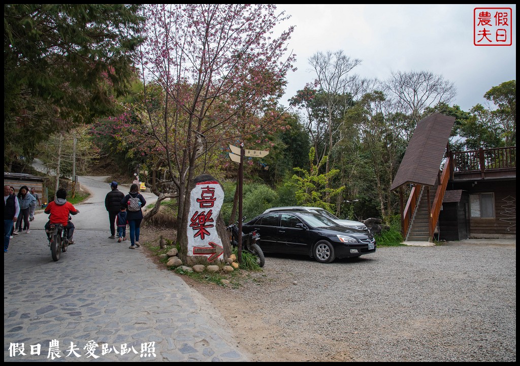 司馬庫斯巨木群必去．2月櫻花盛開變身粉紅部落/交通管制 @假日農夫愛趴趴照