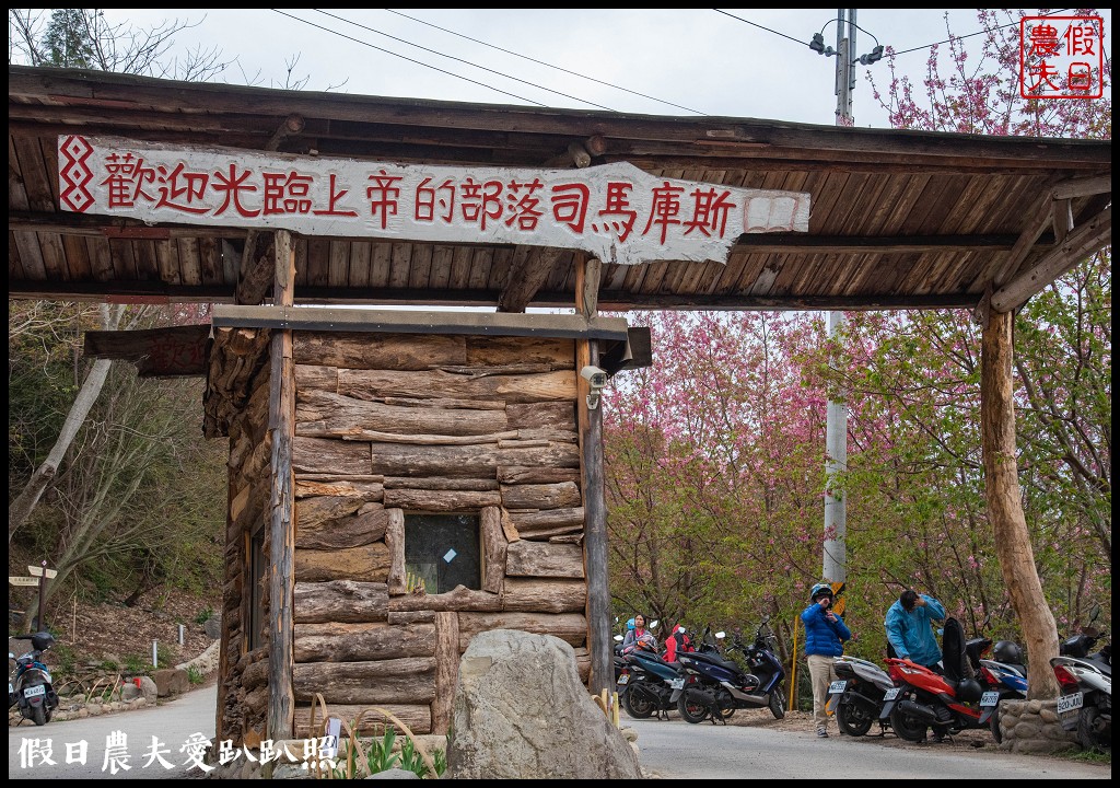 司馬庫斯巨木群必去．2月櫻花盛開變身粉紅部落/交通管制 @假日農夫愛趴趴照