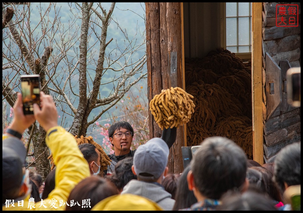 司馬庫斯巨木群必去．2月櫻花盛開變身粉紅部落/交通管制 @假日農夫愛趴趴照