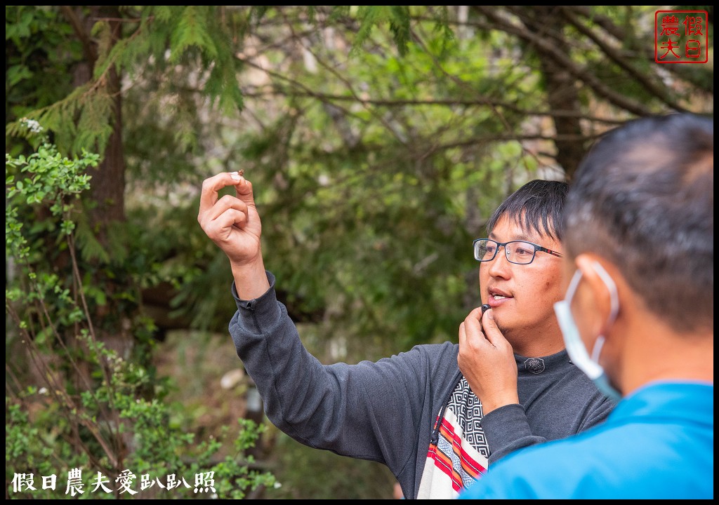 司馬庫斯巨木群必去．2月櫻花盛開變身粉紅部落/交通管制 @假日農夫愛趴趴照