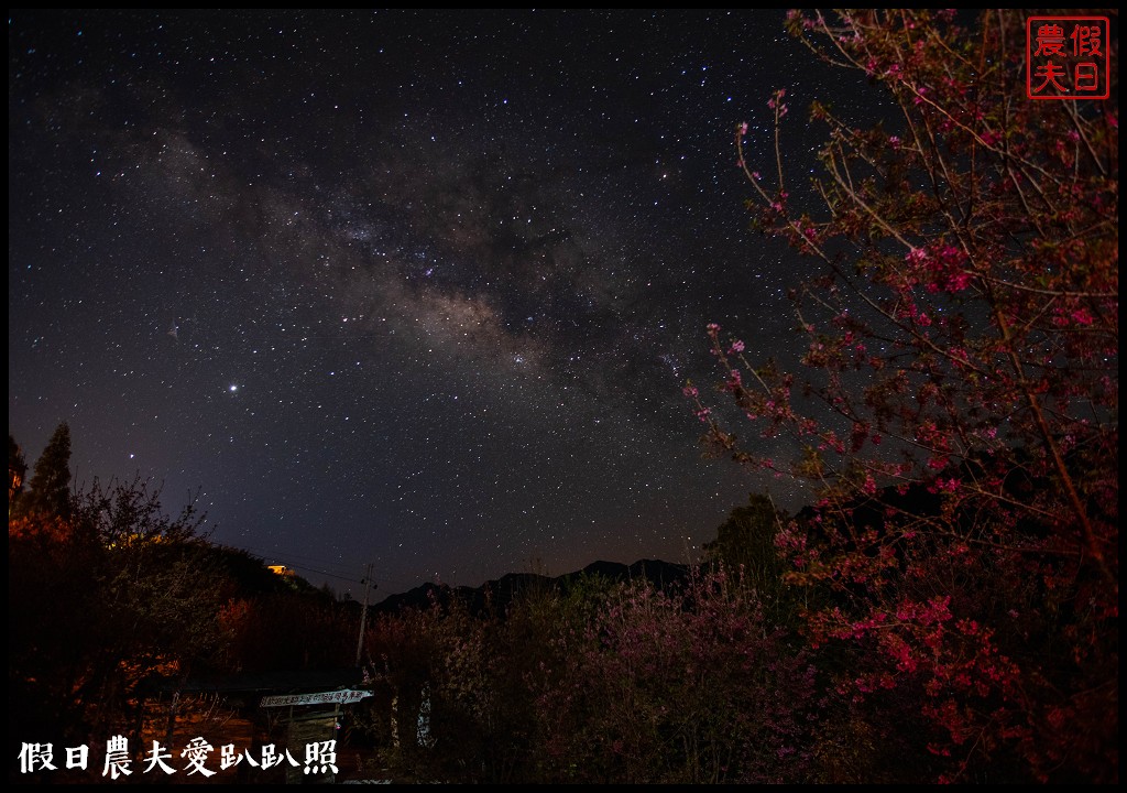 司馬庫斯巨木群必去．2月櫻花盛開變身粉紅部落/交通管制 @假日農夫愛趴趴照