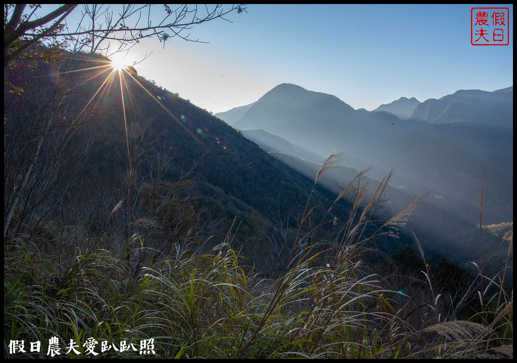 司馬庫斯巨木群必去．2月櫻花盛開變身粉紅部落/交通管制 @假日農夫愛趴趴照