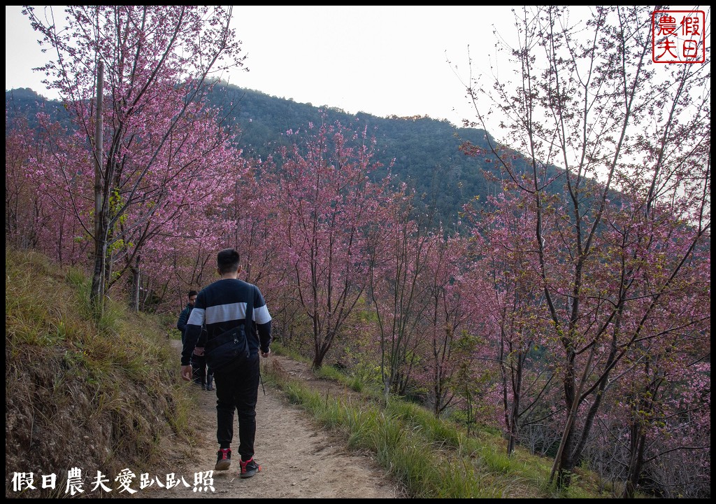 司馬庫斯巨木群必去．2月櫻花盛開變身粉紅部落/交通管制 @假日農夫愛趴趴照