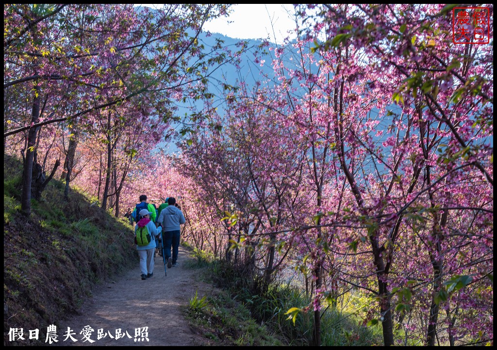 司馬庫斯巨木群必去．2月櫻花盛開變身粉紅部落/交通管制 @假日農夫愛趴趴照