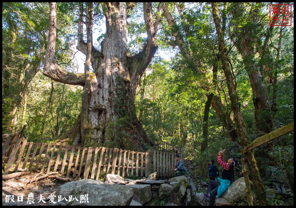 司馬庫斯巨木群必去．2月櫻花盛開變身粉紅部落/交通管制 @假日農夫愛趴趴照