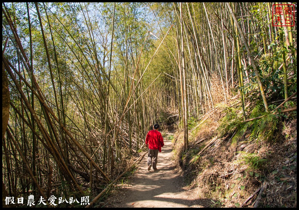 司馬庫斯巨木群必去．2月櫻花盛開變身粉紅部落/交通管制 @假日農夫愛趴趴照