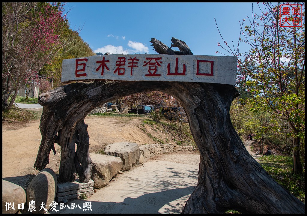 司馬庫斯巨木群必去．2月櫻花盛開變身粉紅部落/交通管制 @假日農夫愛趴趴照