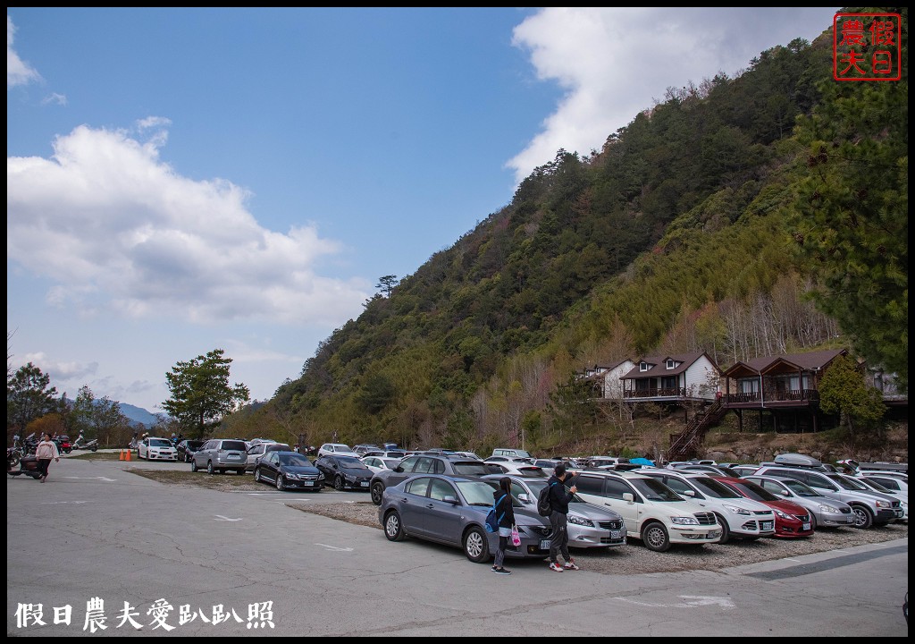 司馬庫斯巨木群必去．2月櫻花盛開變身粉紅部落/交通管制 @假日農夫愛趴趴照