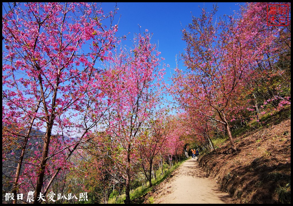 司馬庫斯巨木群必去．2月櫻花盛開變身粉紅部落/交通管制 @假日農夫愛趴趴照