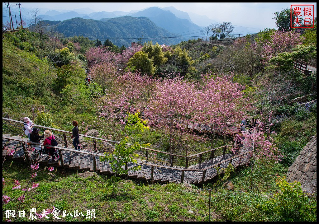 隙頂、巃頭、石棹櫻之道的櫻花盛開/阿里山旅遊/交通管制區外 @假日農夫愛趴趴照