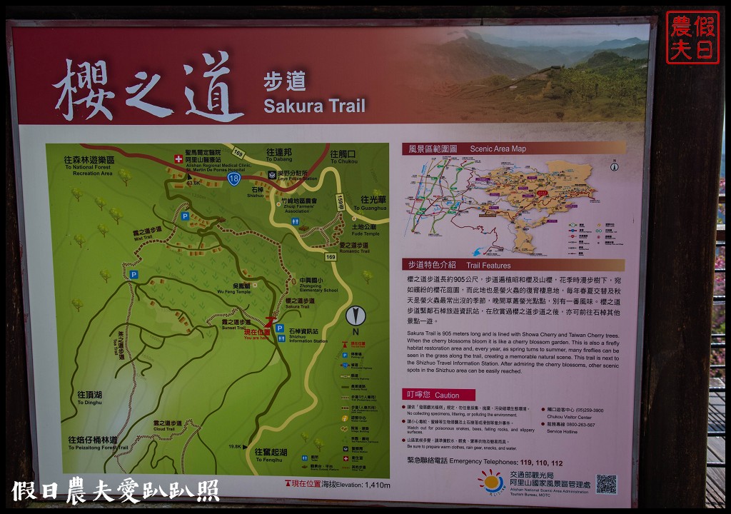 隙頂、巃頭、石棹櫻之道的櫻花盛開/阿里山旅遊/交通管制區外 @假日農夫愛趴趴照