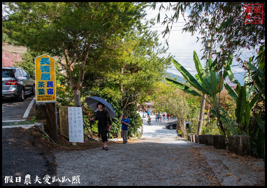 石棹長青居民宿紫藤盛開．紫色浪漫幸福藤雲|嘉義景點 @假日農夫愛趴趴照