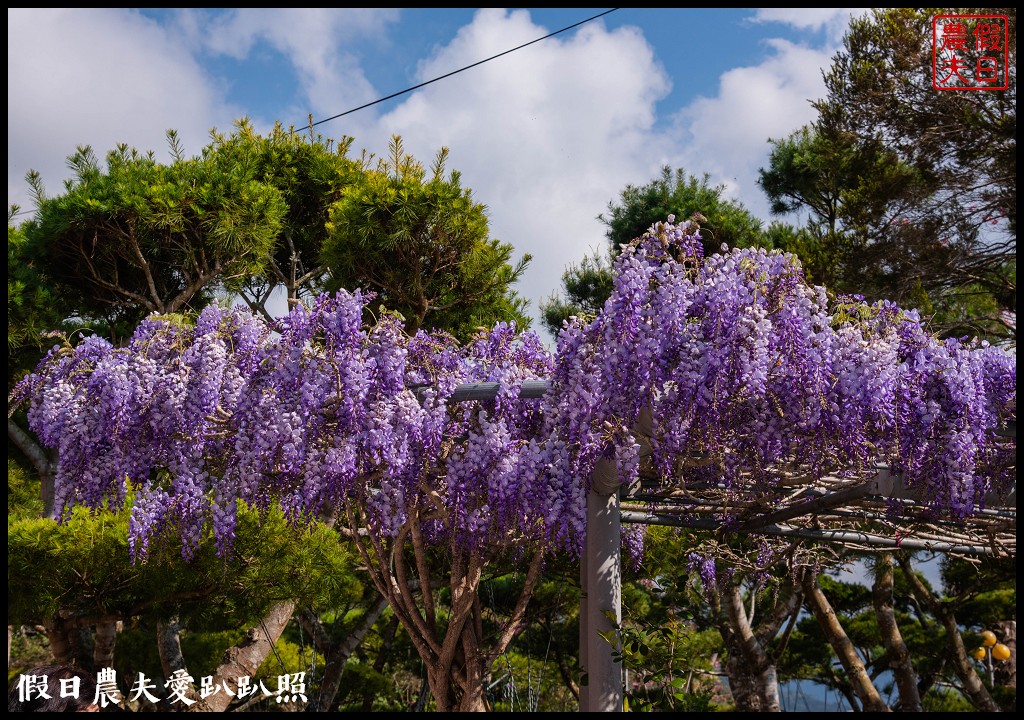 石棹長青居民宿紫藤盛開．紫色浪漫幸福藤雲|嘉義景點 @假日農夫愛趴趴照