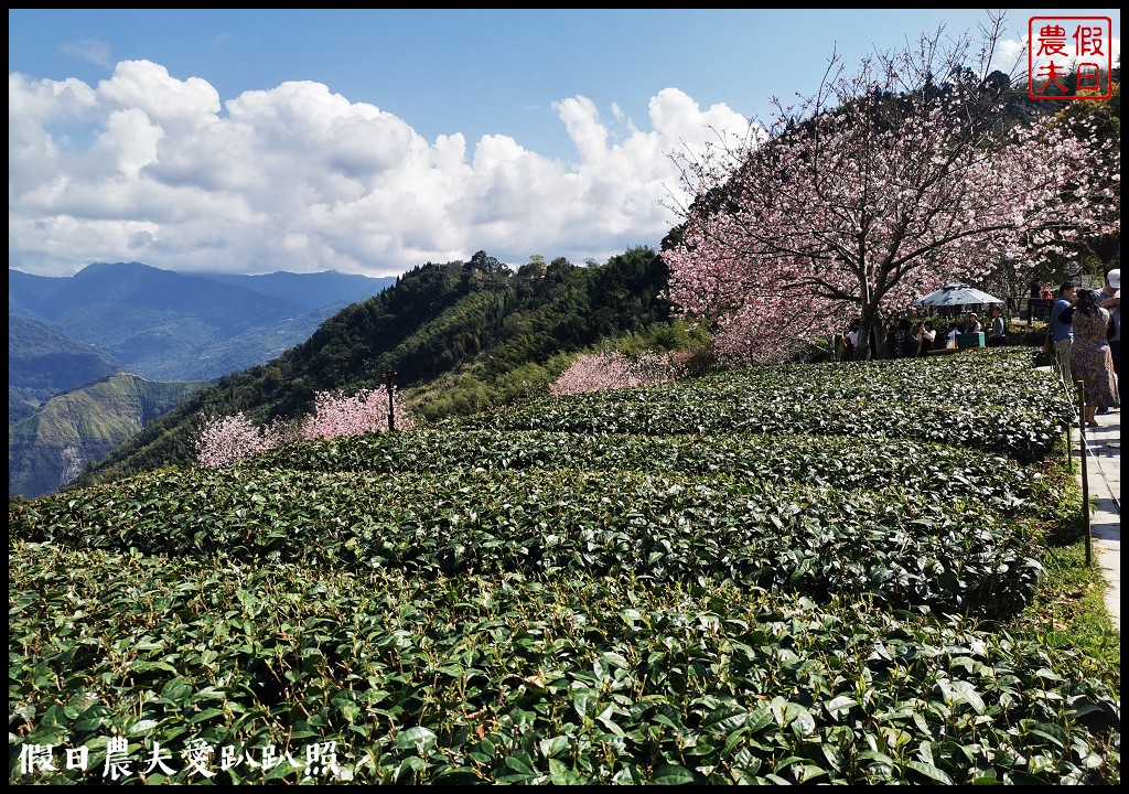 隙頂、巃頭、石棹櫻之道的櫻花盛開/阿里山旅遊/交通管制區外 @假日農夫愛趴趴照