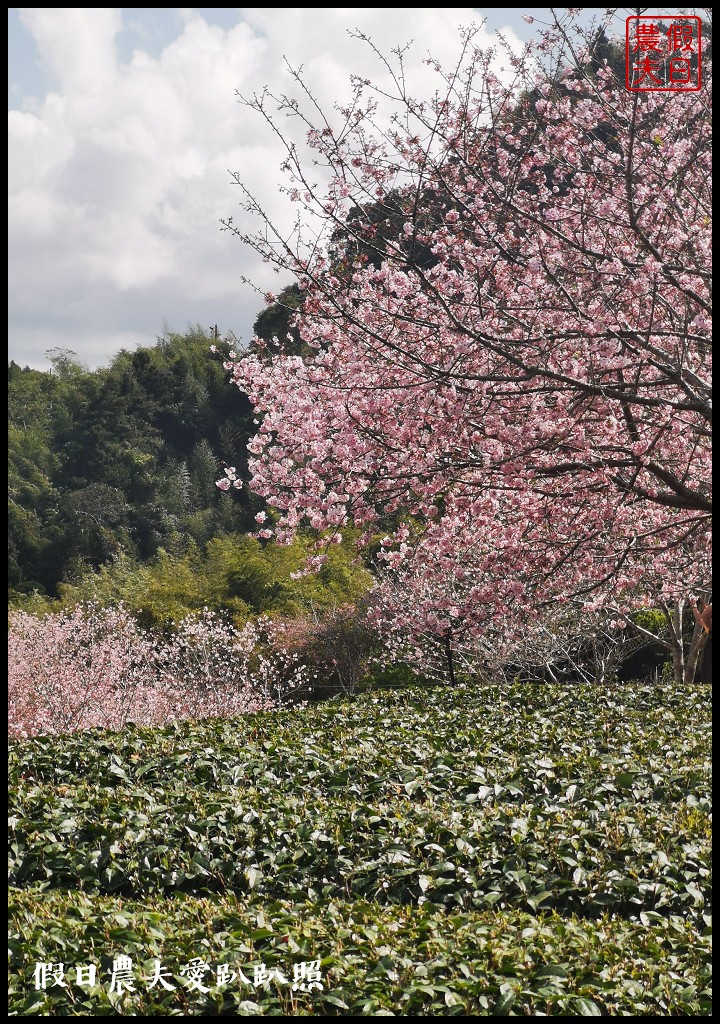 隙頂、巃頭、石棹櫻之道的櫻花盛開/阿里山旅遊/交通管制區外 @假日農夫愛趴趴照