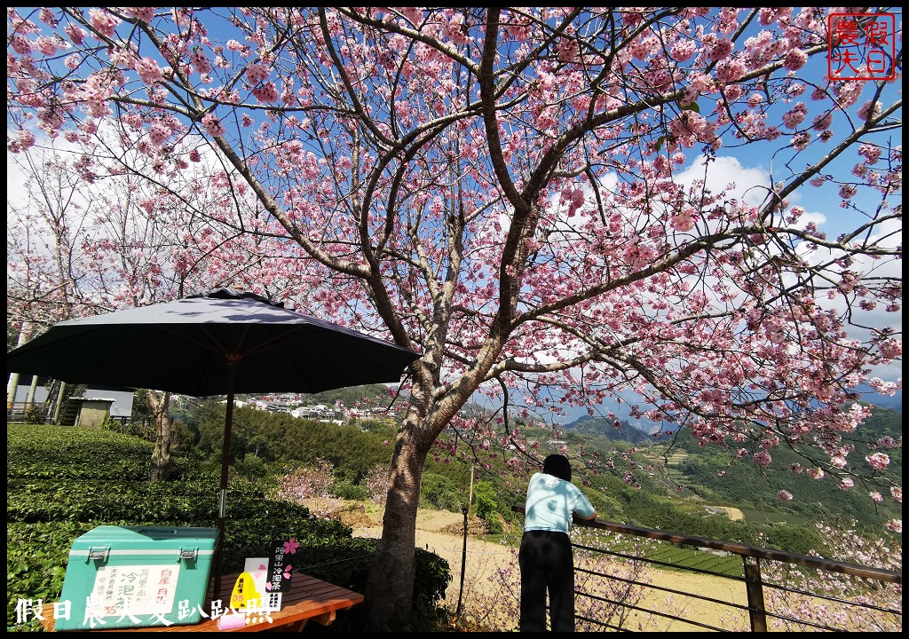 隙頂、巃頭、石棹櫻之道的櫻花盛開/阿里山旅遊/交通管制區外 @假日農夫愛趴趴照