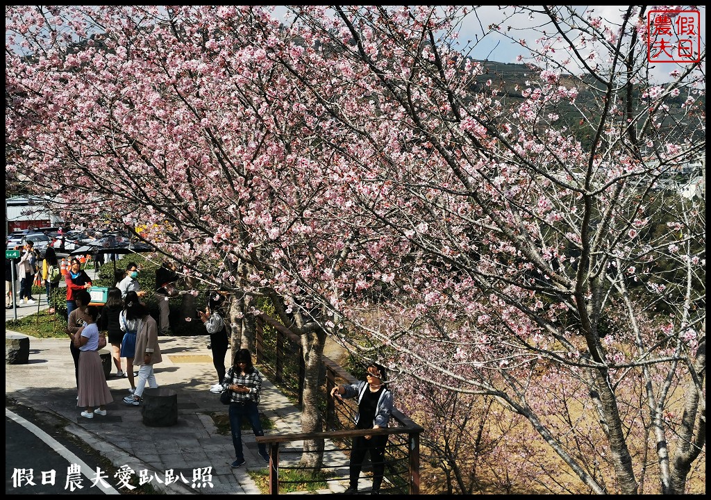 隙頂、巃頭、石棹櫻之道的櫻花盛開/阿里山旅遊/交通管制區外 @假日農夫愛趴趴照