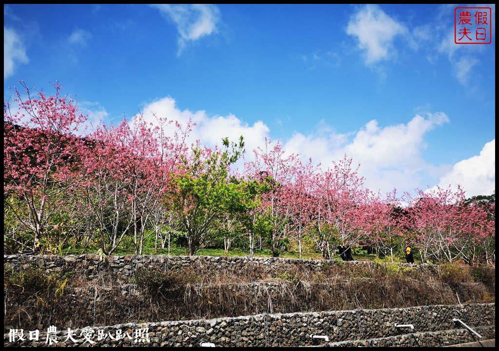 隙頂、巃頭、石棹櫻之道的櫻花盛開/阿里山旅遊/交通管制區外 @假日農夫愛趴趴照