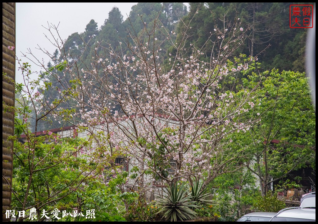 阿里山住宿|奮起湖大飯店．日式榻榻米房型和檜木浴桶/奮起湖便當 @假日農夫愛趴趴照