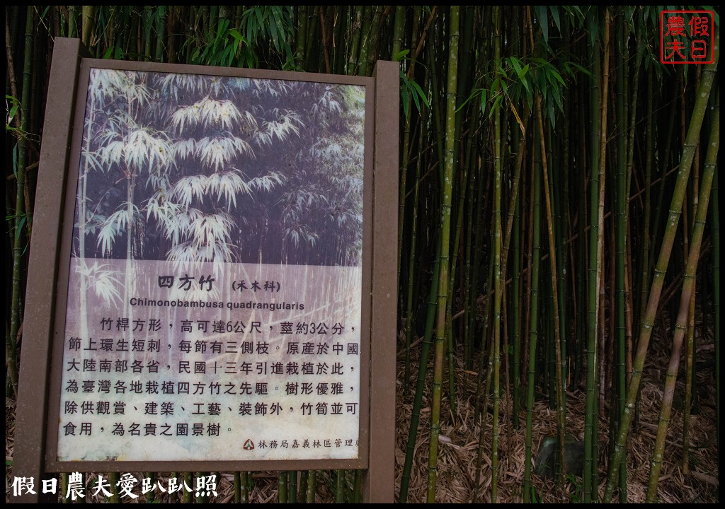 阿里山住宿|奮起湖大飯店．日式榻榻米房型和檜木浴桶/奮起湖便當 @假日農夫愛趴趴照