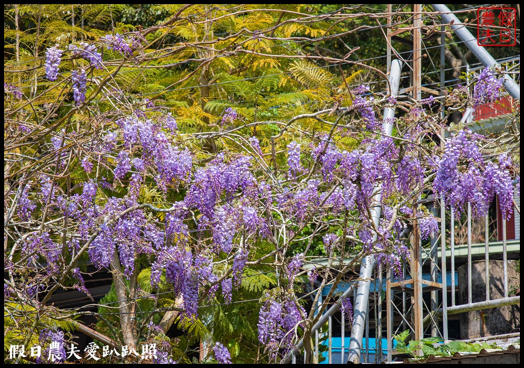 瑞里紫藤花況搶先報．目前綠色隧道休息站前最美/王鼎茶園也不錯 @假日農夫愛趴趴照