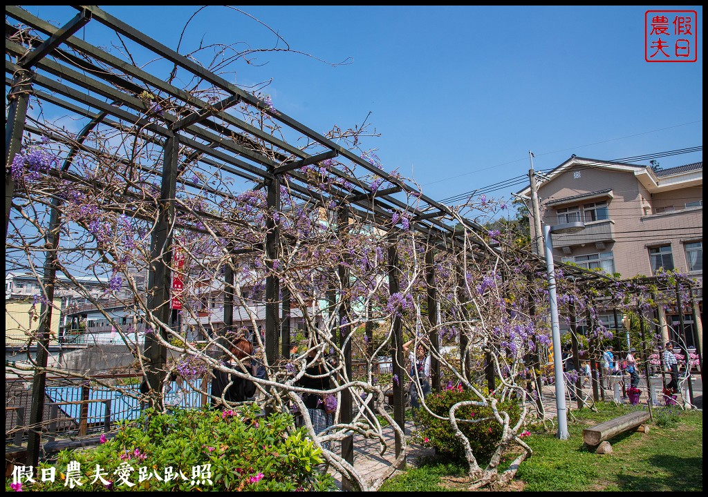 瑞里紫藤花況搶先報．目前綠色隧道休息站前最美/王鼎茶園也不錯 @假日農夫愛趴趴照