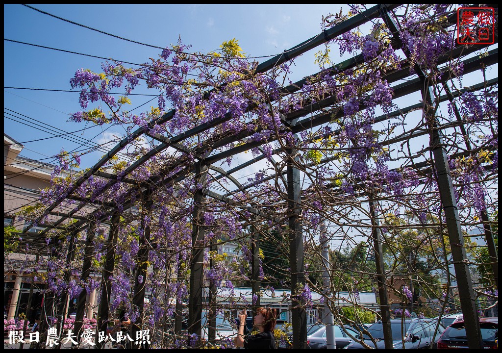 瑞里紫藤花況搶先報．目前綠色隧道休息站前最美/王鼎茶園也不錯 @假日農夫愛趴趴照