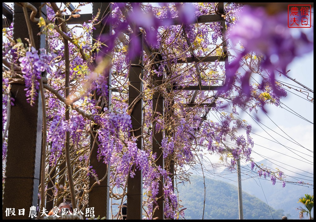 瑞里紫藤花況搶先報．目前綠色隧道休息站前最美/王鼎茶園也不錯 @假日農夫愛趴趴照