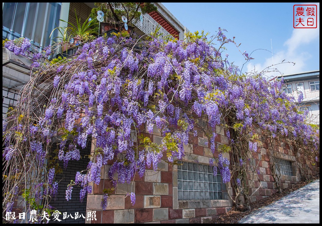 瑞里紫藤花況搶先報．目前綠色隧道休息站前最美/王鼎茶園也不錯 @假日農夫愛趴趴照