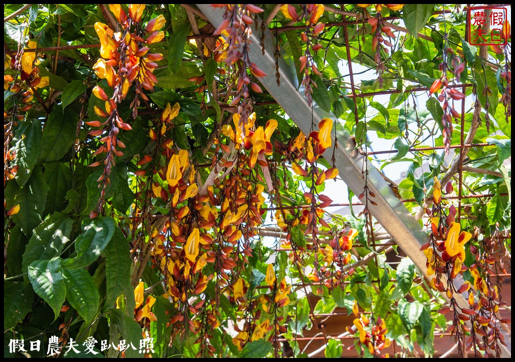 瑞里紫藤花況搶先報．目前綠色隧道休息站前最美/王鼎茶園也不錯 @假日農夫愛趴趴照