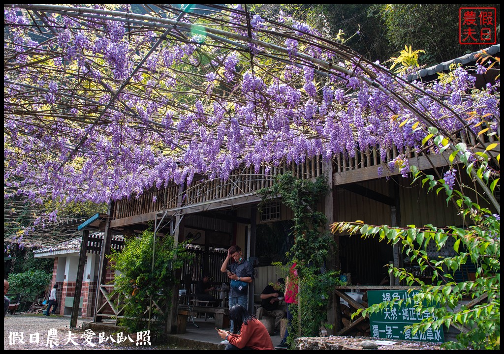 瑞里紫藤花況搶先報．目前綠色隧道休息站前最美/王鼎茶園也不錯 @假日農夫愛趴趴照